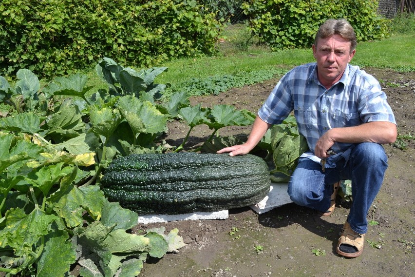 Gigantyczne warzywa w Raciborzu