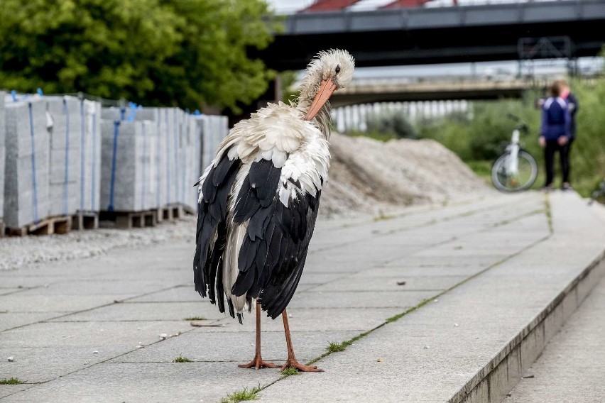 Po deszczowej sobocie także w niedzielę nad Poznań...