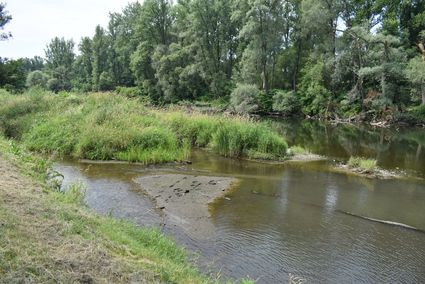 Wody w Sole w Oświęcimiu jest bardzo mało (22 lipca 2022)