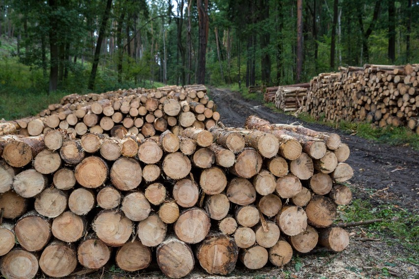Potrzebne są zmiany w zasadach sprzedaży drewna w Lasach Państwowych, apeluje branża drzewna. Zabraknie nie tylko mebli?