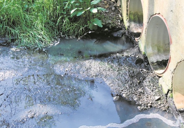 Cuchnący ściek pojawia się przy tym przepuście pod drogą prowadzącą z Kobylaków do lasu.