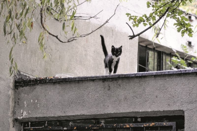 Karma dla wolno bytujących kotów za darmo, w zamian za sterylizację i kastrację. Kto się opiekuje kotem na osiedlu dostanie karmę