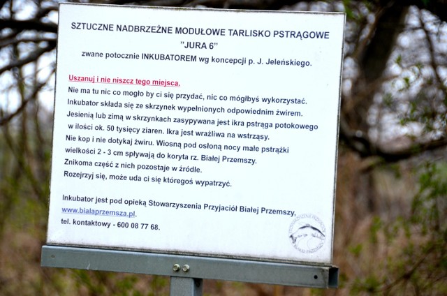 Stowarzyszenie Przyjaciół Białej Przemszy ze Sławkowa jest pierwszym w Polsce, które w naturalny sposób odbudowuje populację pstrąga w Białej Przemszy.