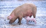 Coraz mniej świń w Polsce. Czy wieprzowina zdrożeje?