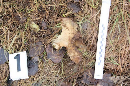 Płetwonurkowie sprawdzili dno zbiornika w poszukiwaniu innych fragmentów czaszki.