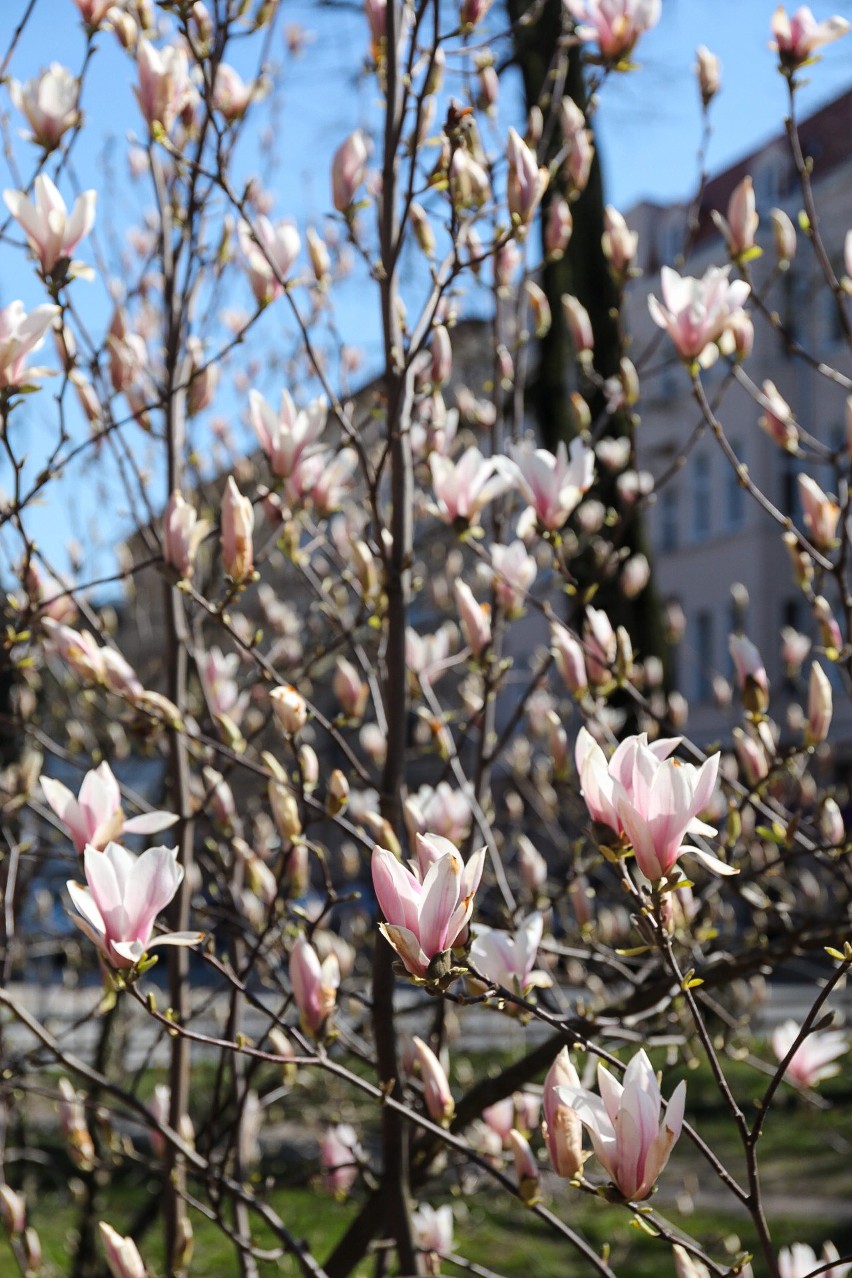 Szczecińskie magnolie rozkwitają! Zobacz też świeże pąki owocowych drzewek [ZDJĘCIA]                              