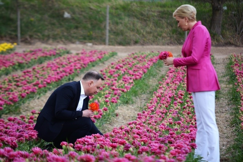 W 2022 roku nową odmianą odmianą tulipana uhonorowana...