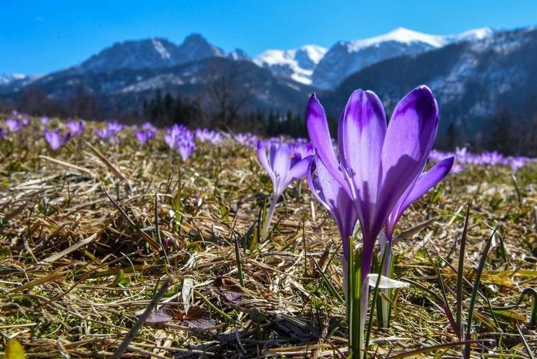 Akcja Hokus Krokus. Podhale szykuje się na najazd turystów [ZDJĘCIA]