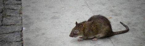 Szczury atakują zimą