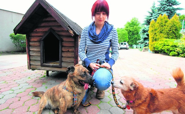 Z psami mieszkającymi w schronisku na spacery wychodzą przeszkoleni wolontariusze.
