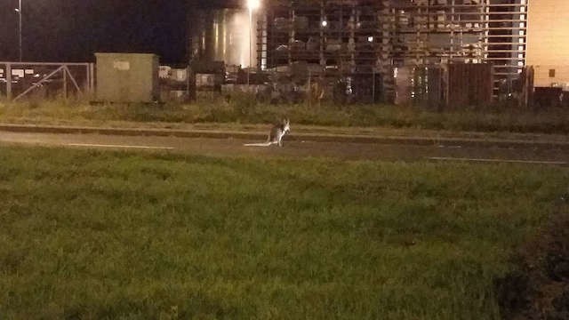 Toruń: Nocne harce kangura w okolicach Castoramy [WIDEO, ZDJĘCIA]