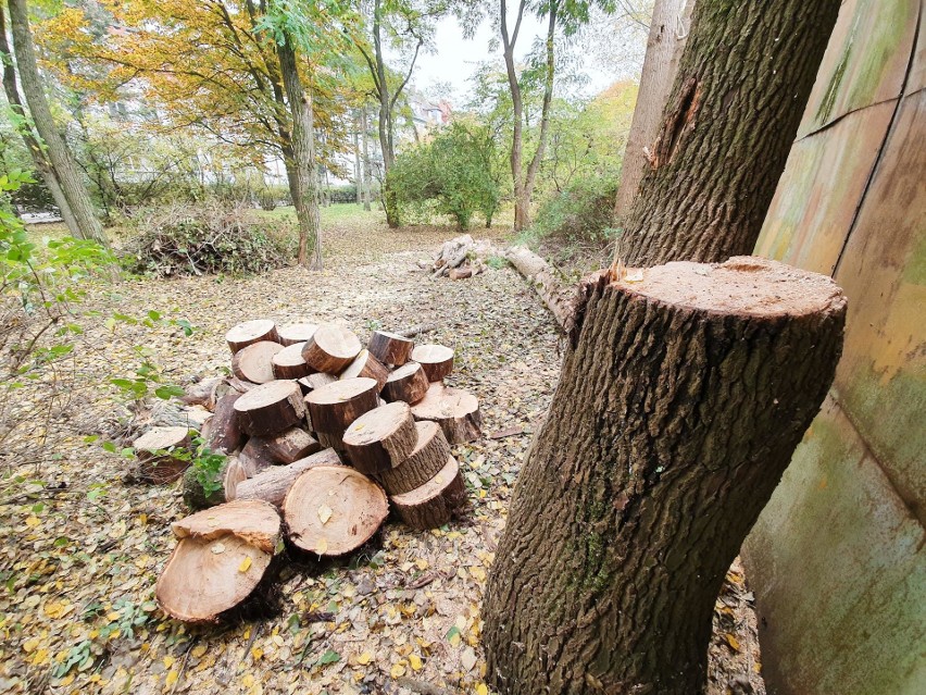 Mieszkańcy Słupska skarżą się na wycinanie drzew w mieście