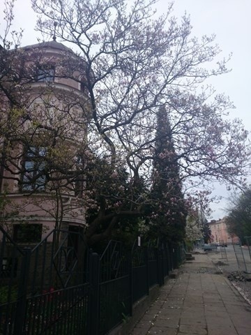 Cieszyński Szlak Magnolii