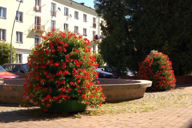 Nowa Dęba posiada liczne „wyspy” i konstrukcje kwiatowe 