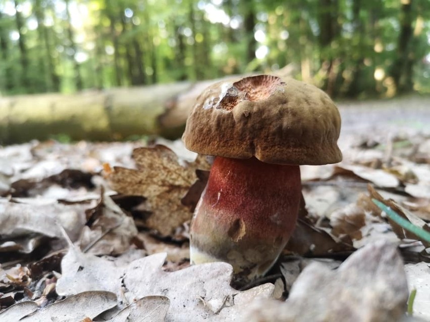 W świętokrzyskich lasach pojawiły się pierwsze grzyby. Jest ich całkiem sporo. Zobacz gdzie i jakie? (ZDJĘCIA)