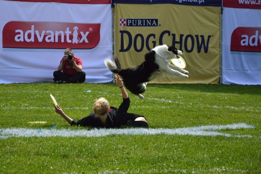 Zawody dogfrisbee czyli Dog Chow Disc Cup 2016 w parku...