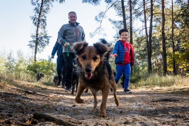 30.09.2018 bydgoszcz schronisko dla psow spacer rafal bruski pies .  fot: tomasz czachorowski/polska press