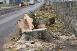 Sosnowiec: Wszystkie drzewa wycięte przy cmentarzu na ul. Zuzanny. Zaczął się remont drogi ZOBACZCIE ZDJĘCIA