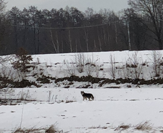 Wilk widziany w okolicach Bielin? Niepokojące zdjęcie