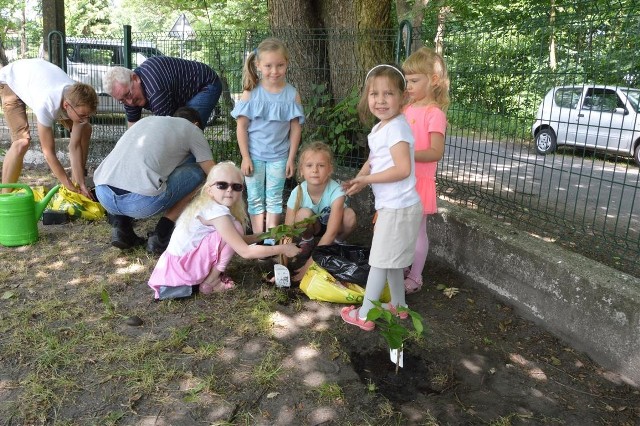 Przedszkolaki z Dębskiej Kuźni sadziły owocowe drzewka, maliny i jeżyny w zielonym zakątku.