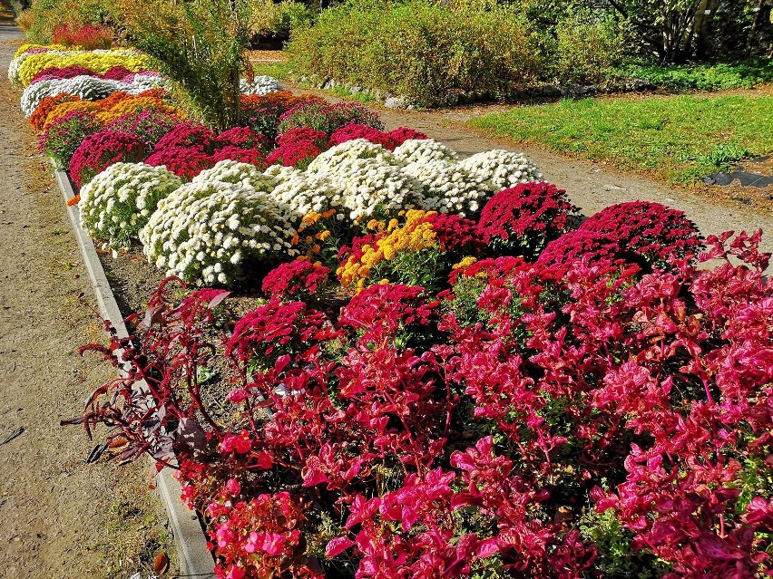 Kraków. Ogród Botaniczny w jesiennej odsłonie. Zobacz, jak tam pięknie i kolorowo [ZDJĘCIA]
