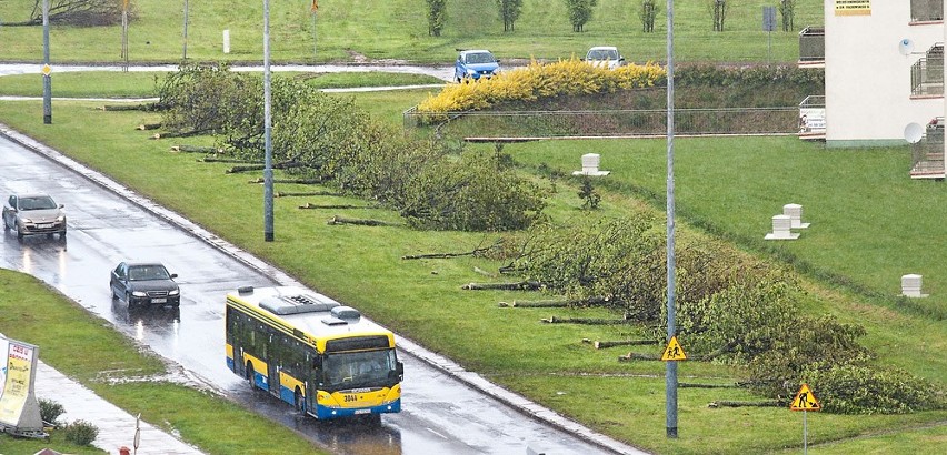 Wycięto drzewa na ul. 11 listopada w Słupsku
