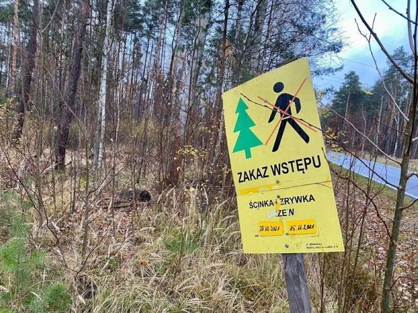 Radni Lublińca apelują w sprawie wycinki lasów. Gabriel...