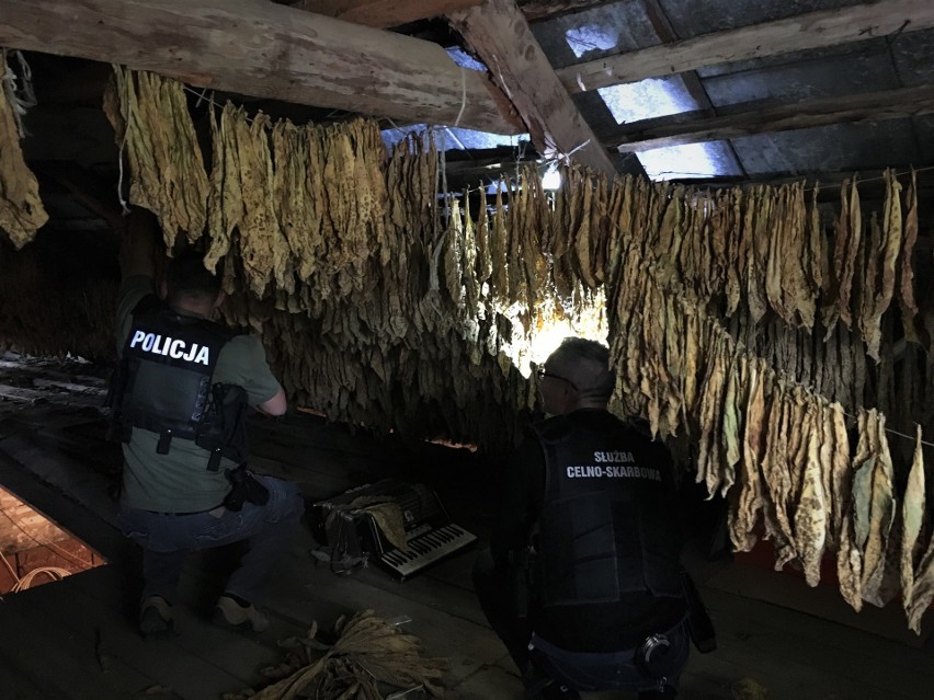 Policjanci przejęli ponad 130 kilogramów suszu tytoniowego (zdjęcia)