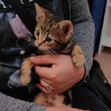 40 kotków i piesków do adopcji w Przychodni Weterynarynej AS w Starachowicach
