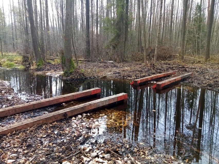 Rezerwat Białe Ługi ma kłopoty. Przyrodnicy i leśnicy chcą uratować torfowisko w gminie Daleszyce. Zobaczcie zdjęcia