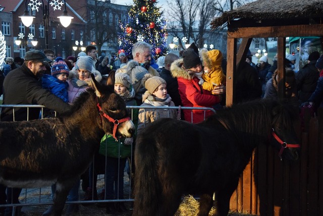 Na Rynku w Kruszwicy już można podziwiać betlejemską szopkę z żywymi zwierzętami. Otwarta została ona podczas imprezy zatytułowanej "Wspólne Kolędowanie", która zgromadziła na centralnym placu miasta liczną grupę mieszkańców. Była okazja sfotografować się z Mikołajem w wielkich saniach ciągniętych przez renifery, skosztować regionalnych potraw, wziąć udział w konkursach i pośpiewać kolędy.