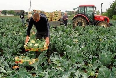 Producenci warzyw mają mnóstwo pracy nawet bez poszukiwania rynków zbytu Fot. Barbara Ciryt