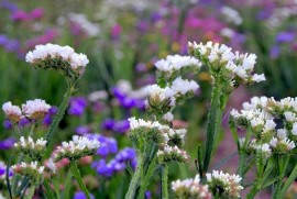 Kwiaty na suche bukiety | e-Ogródek