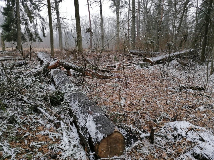 Puszcza Białowieska to jeden z ostatnich w Europie lasów...