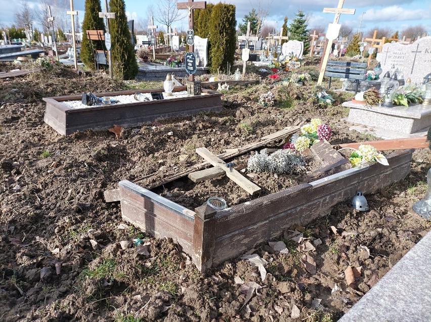 Zniszczone groby i kwatery po wizycie dzików na Cmentarzu Zachodnim. Elektryczny pastuch ma rozwiązać problem 