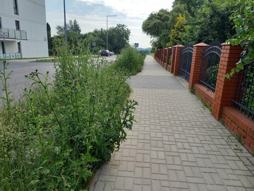Wysoka roślinność na ul. Gęsiej w Lublinie przeszkadza przechodniom? „Nikt tego nie kosi”