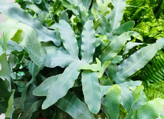 Flebodium złociste to oryginalna paproć o niebieskawych liściach.