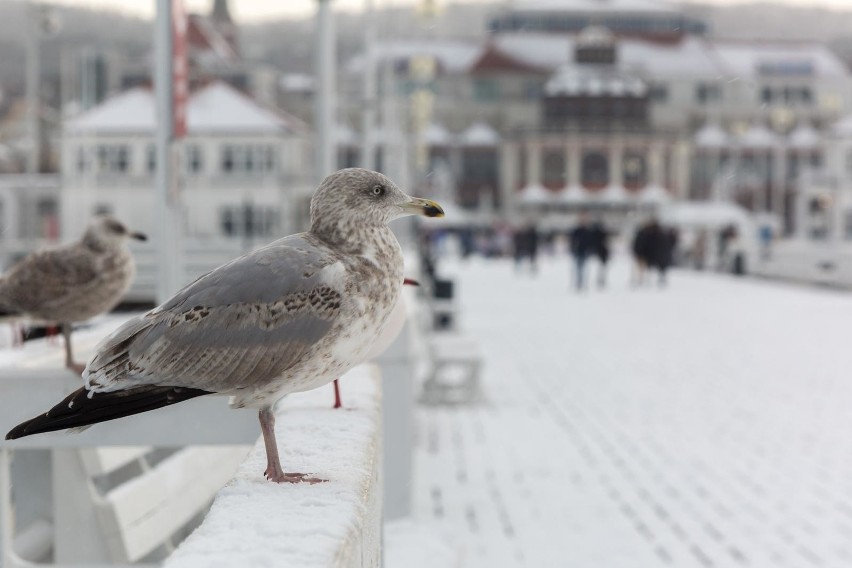 Sopot w zimowej scenerii