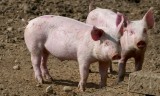 Ile świń hoduje się w Polsce? Pogłowie w 2019 roku znów spadło i to prawie o 9 procent
