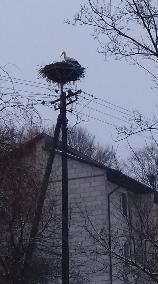 Setka bocianów z Targowiska czeka na jedzenie. Pomóc może każdy (ZDJĘCIA)