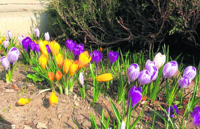 Kolorowe krokusy przy Zespole Szkół Ponadgimnazjalnych numer 3 w Stalowej Woli oznaczają zbliżającą się wiosnę.