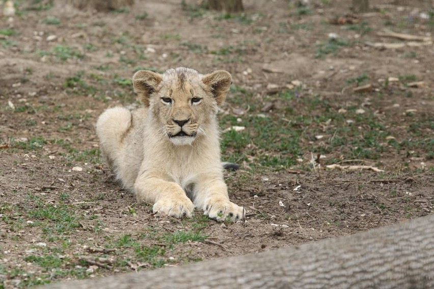 Młode lwy Simba i Kari już na wybiegu w zoo Leśne Zacisze koło Kielc. Są niesamowite (WIDEO, ZDJĘCIA)