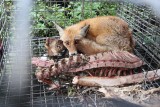 Zwierzęta umierają w męczarniach na nielegalnej fermie w Wielgowie [wideo, zdjęcia]