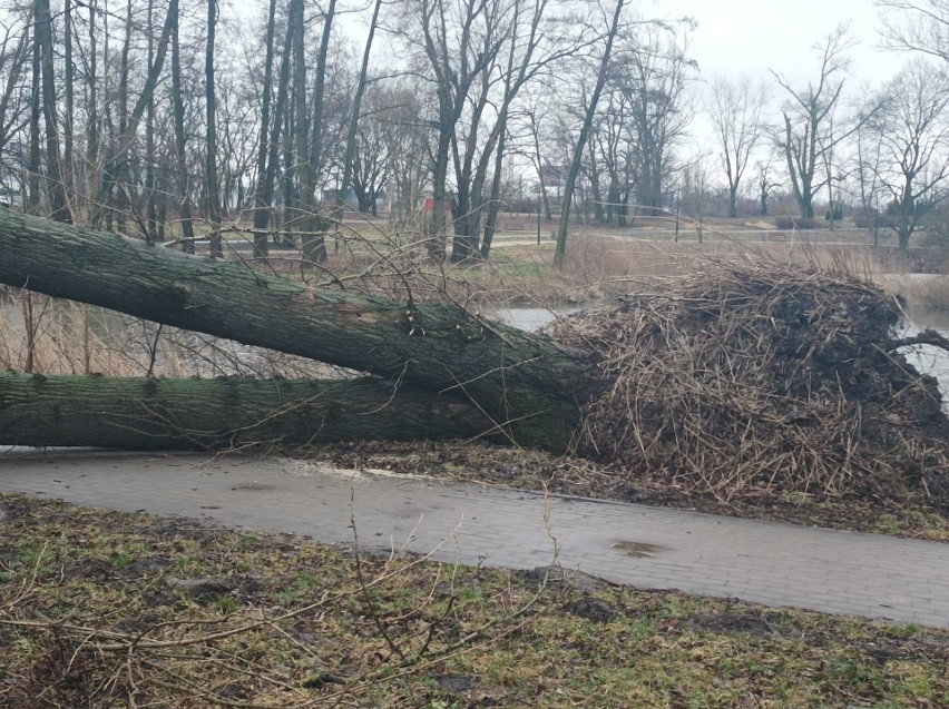 Wichury w Polsce. Wiatr powalił potężne drzewo na Stawach Jana w Łodzi. Zdjęcia