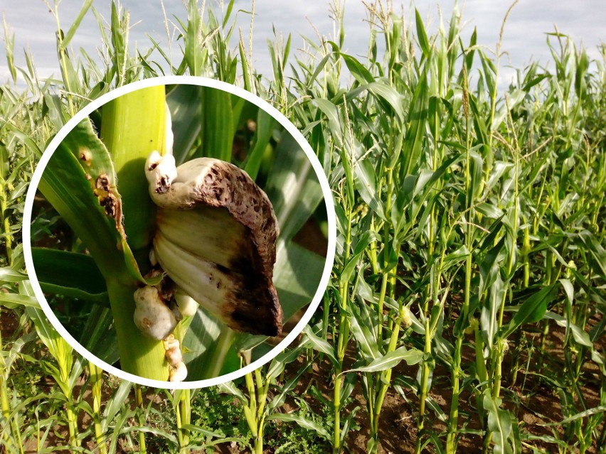 Głownia, czyli choroba grzybowa i problem kukurydzy [zdjęcia]