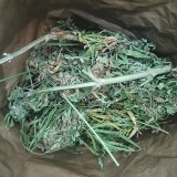 Karniewo. Marihuana znaleziona u 41-latka. Twierdzi, że hodował na własny użytek. 5.09.2022