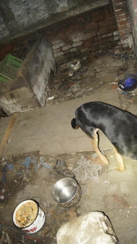 Pies zamknięty w piwnicy. Wokół pełno śmieci i psich odchodów! Zobacz jak trzymali zwierzę (ZDJĘCIA)