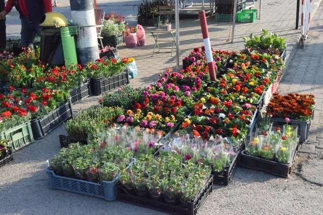 Piękne kwiaty, drzewka, ogromny wybór sadzonek oraz akcesoriów do ogrodu. Wszystko to cieszyło się w sobotę 30 kwietnia dużym zainteresowaniem kupujących na giełdzie w Sandomierzu. Zobacz, jaki był wybór>>>>