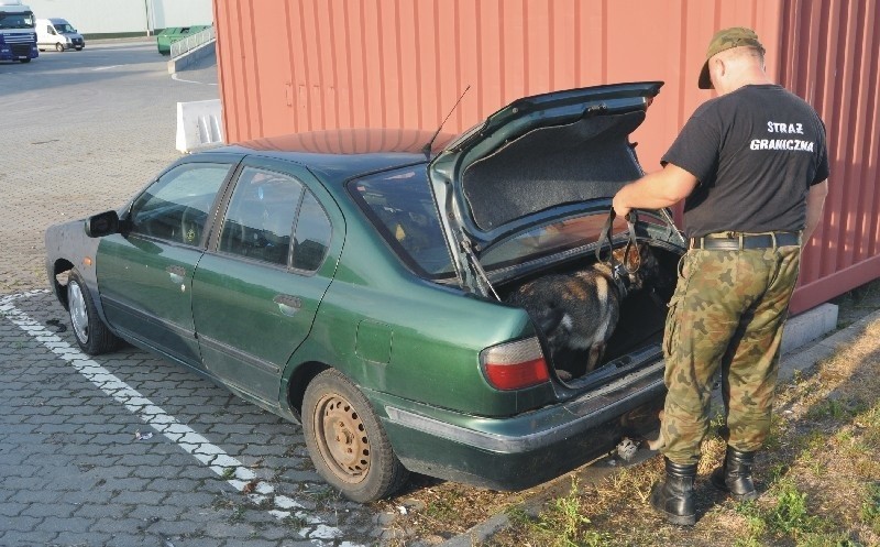 W wykryciu narkotykowej kontrabandy pomogła Beti, dwuletni...