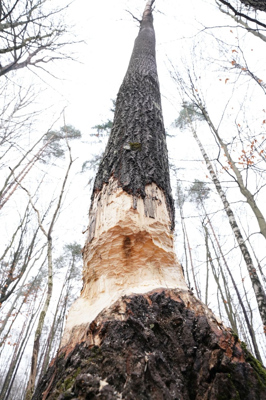 Bobry podcinają drzewa przy drodze powiatowej Przęsin -...